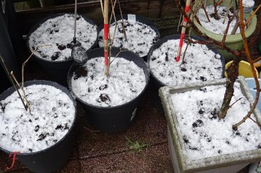 Snow Planting In April