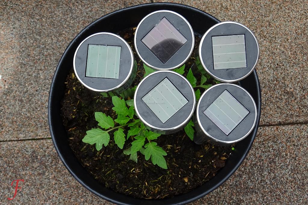 Solar Powered Plants